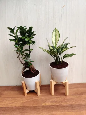 Air Purifying Plant Combo - Indoor House Plants in 4 Inch Plastic Pots for Home Décor (Bonsai & Aglaonema)