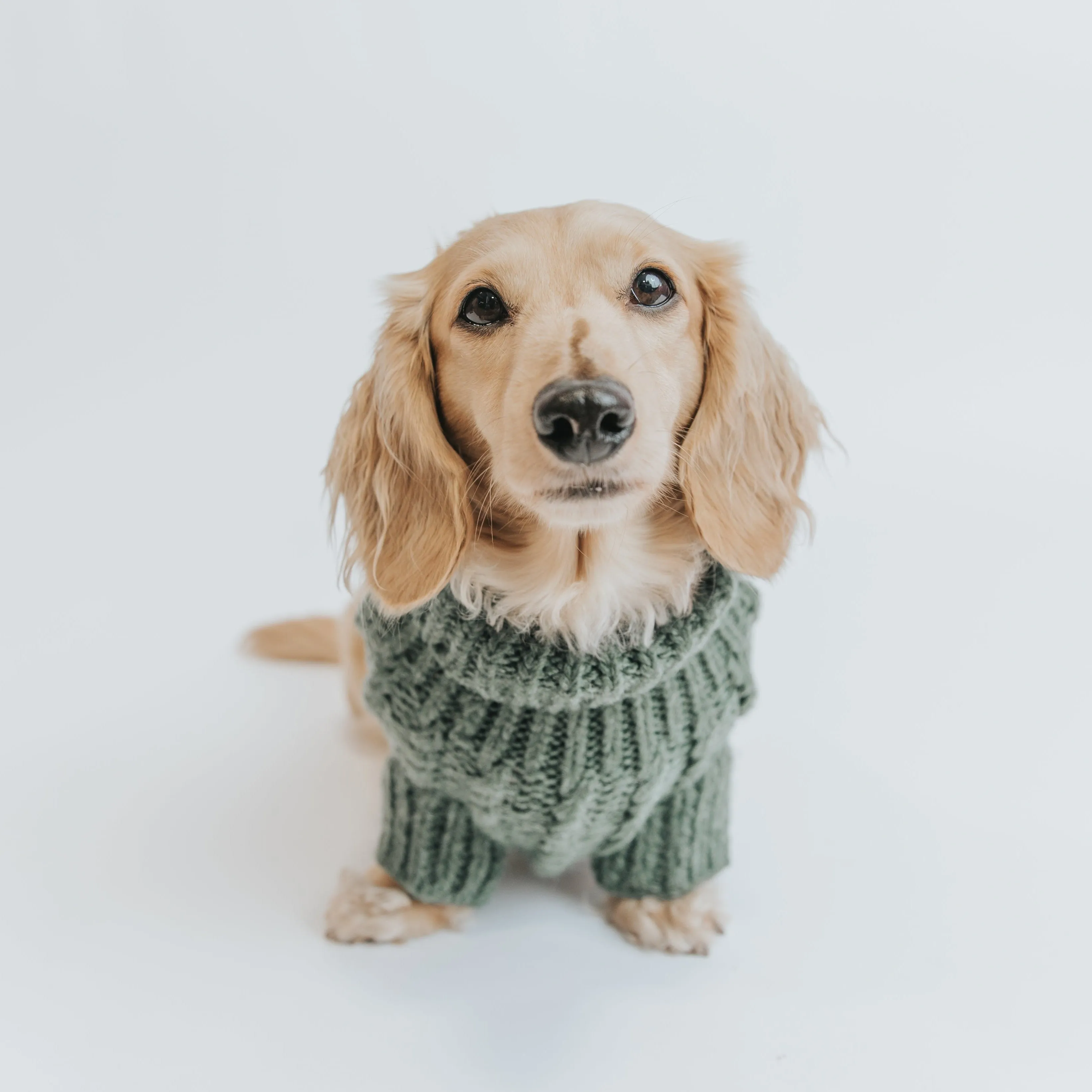 Dog Cable Knit Sweater - Dark Green