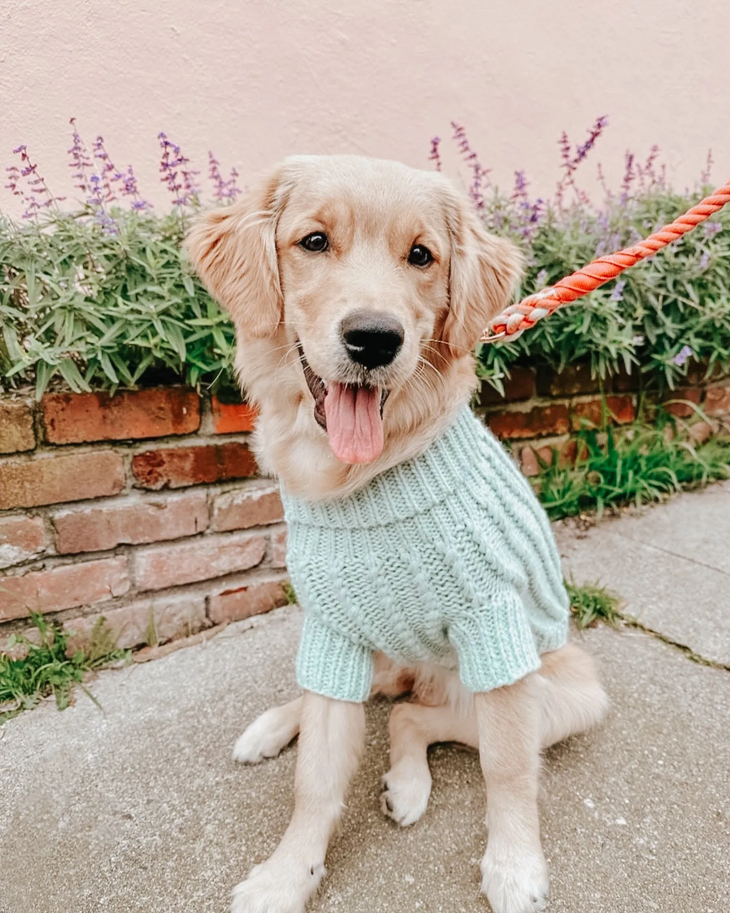 Dog Cable Knit Sweater - Mint