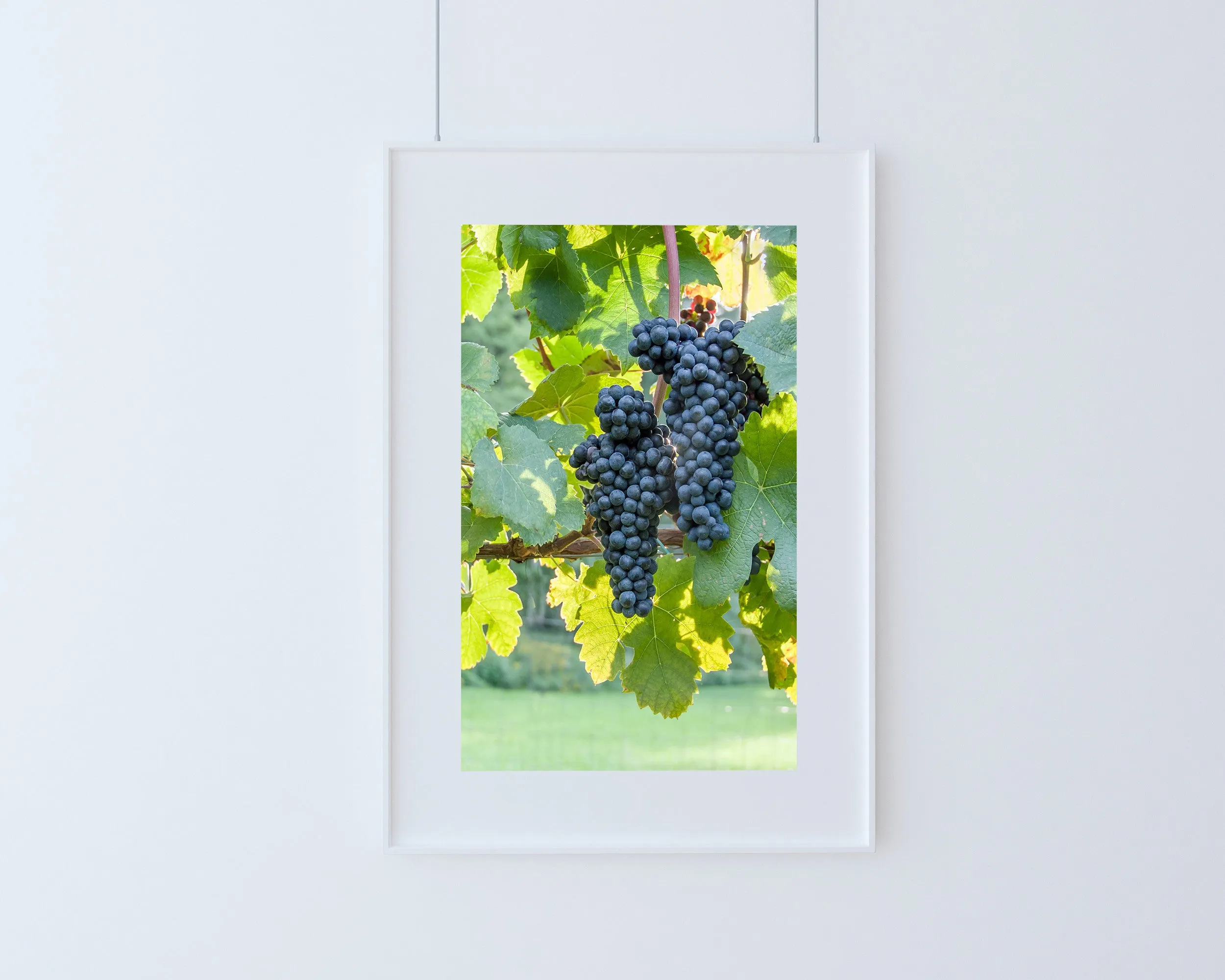 Sunlit Cluster (Unframed Print)